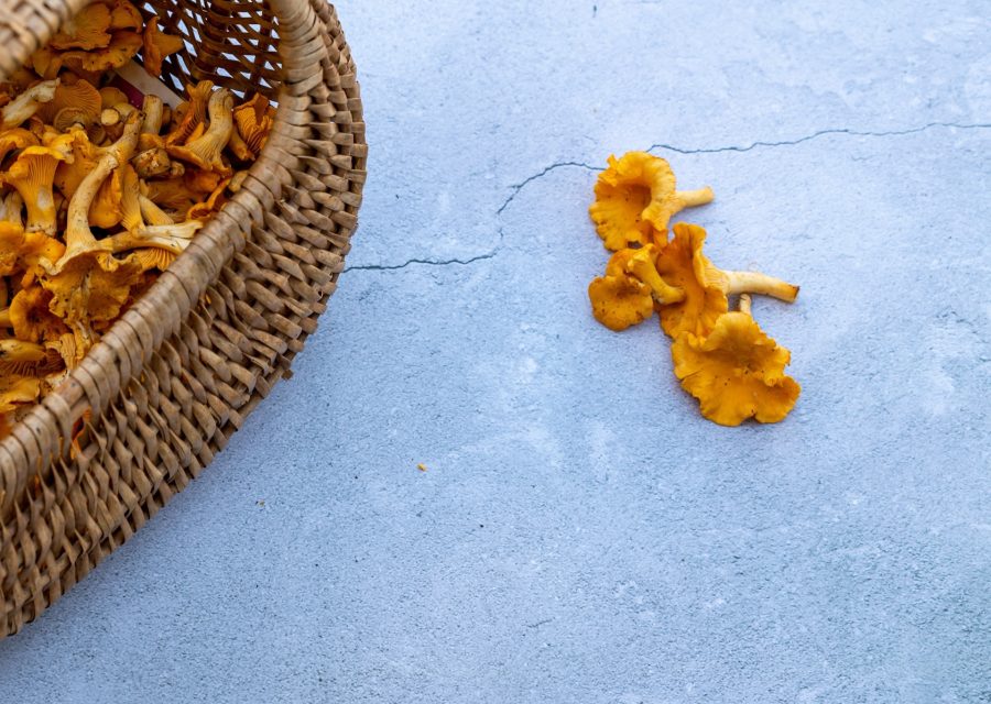 Nyplockade kantareller i en flätad korg på ett ljust grått bord